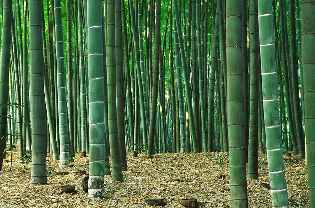 Bambuswald — Moso-Bambus wächst bis zu 20 Meter hoch
